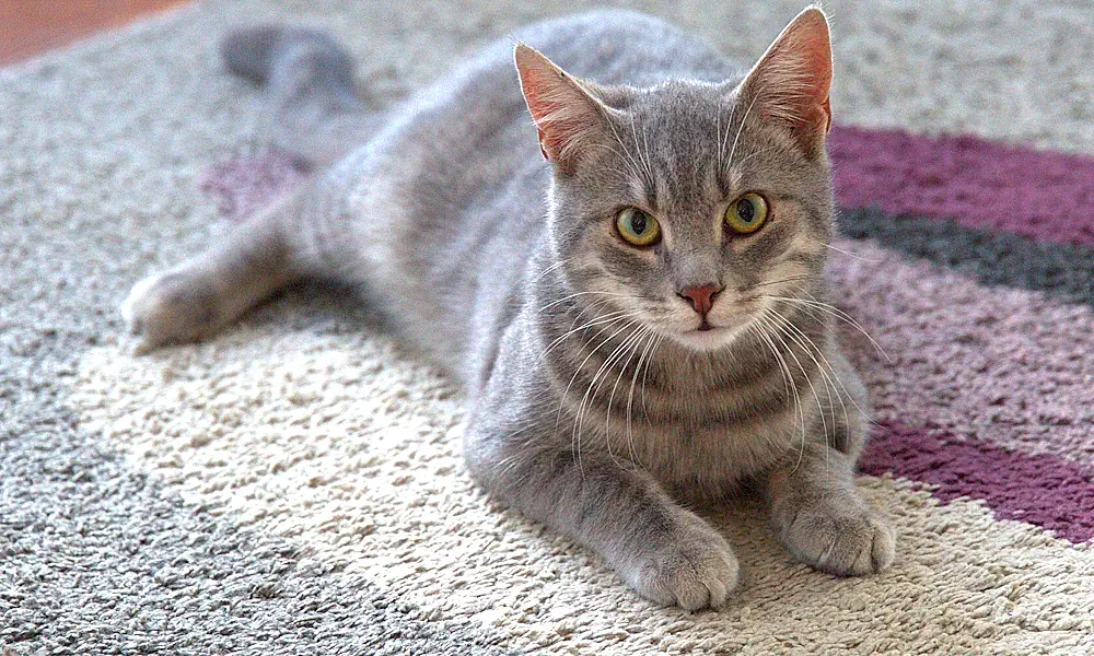 Bob - Cat