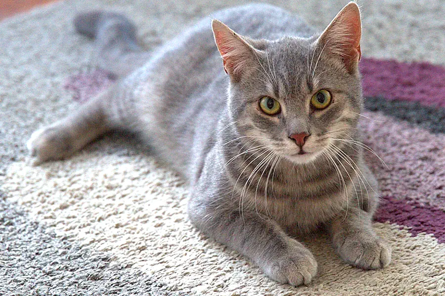 Bob the cat